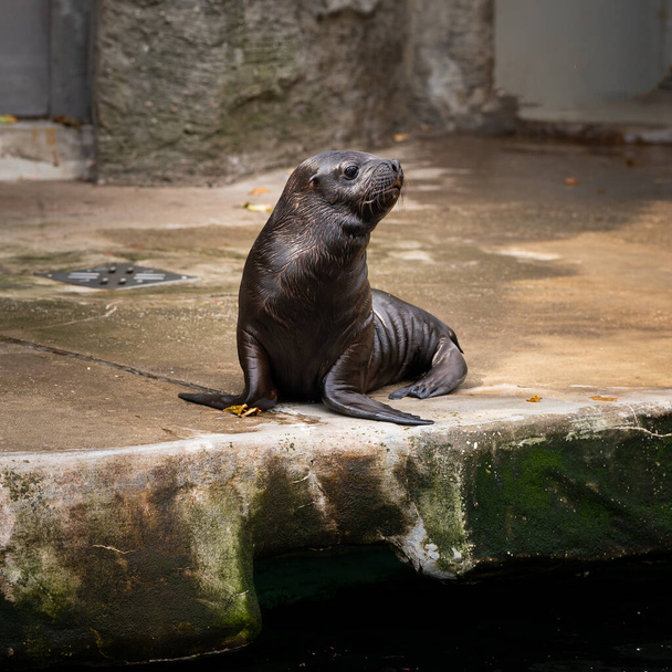 a young southern sea lion (Otaria flavescens) in an austrian zoo - 写真・画像