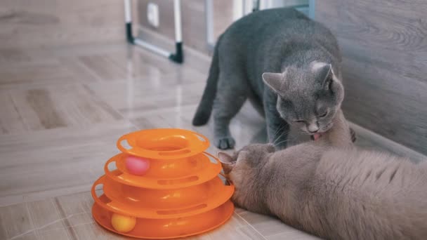 Dwa Beautifu Gray British House Koty gryzą się podczas zabawy na podłodze - Materiał filmowy, wideo