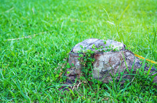 Legno marcio su sfondo verde erba offuscata, Focus selettivo - Foto, immagini