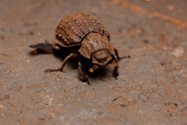 Escarabajo brasileño de la especie Omorgus suberosus - Foto, imagen