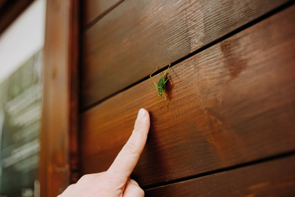 Velmi velký kobylka sedí na domě v parku Plitvická jezera - Fotografie, Obrázek