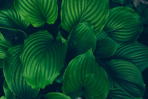 Green leaves background. Beautiful green natural texture - Photo, image