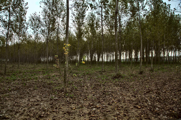 Birch tree plantation in autumn - Photo, Image