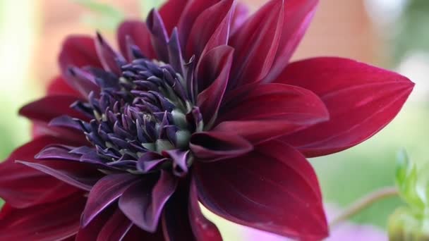 Bela varietal Red Dahlia close-up no canteiro de flores. Dahlia flor balançando no vento. - Filmagem, Vídeo