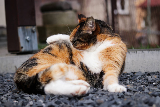 barevná domácí kočka provádí každodenní čištění kožichu pomocí jazyka a tlapek. Mytí kožešin. Denní rutina. Hygiena. - Fotografie, Obrázek