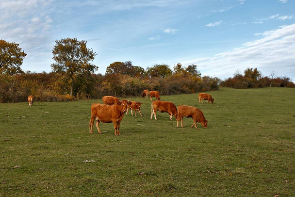 Κόκκινες αγελάδες με λευκά στίγματα πορτρέτο σε φόντο ενός πράσινου αγρού το φθινόπωρο - Φωτογραφία, εικόνα