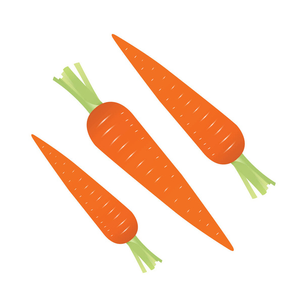 Carrot realistic vector illustration art - Vector, Image