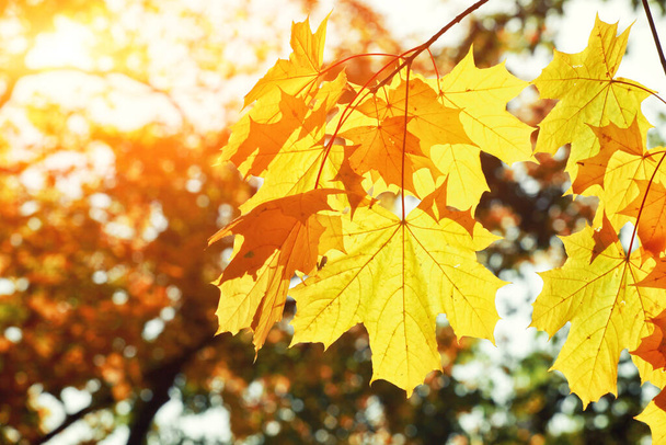 Krásné podzimní pozadí se žlutými a červenými listy. - Fotografie, Obrázek