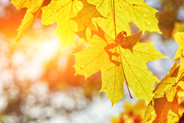 Krásné podzimní pozadí se žlutými a červenými listy. - Fotografie, Obrázek