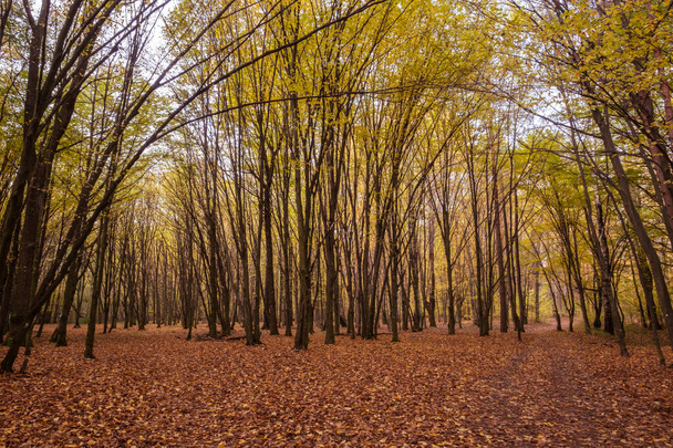 paths in a beautiful autumn forest. - Φωτογραφία, εικόνα