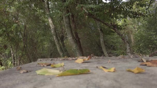 Gelbe, orangefarbene Blätter auf grau alter rissiger Oberfläche im Laubwald - Filmmaterial, Video