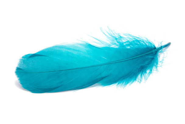 Blue fluffy feather isolated on the white - Photo, Image