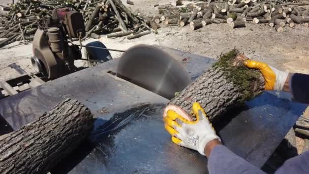 pyörösaha. mies työntekijä sahaa pyöreitä tukkeja, rungot kaadetaan puita baareihin - Materiaali, video