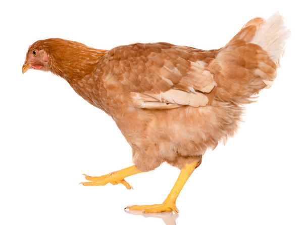 one brown walking chicken isolated on white background, studio shoot - Photo, Image