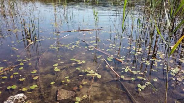 Sauberes klares Wasser im Teich. Schlammiger Boden. Kleine Fische und Jungfische schwimmen in Ufernähe - Filmmaterial, Video