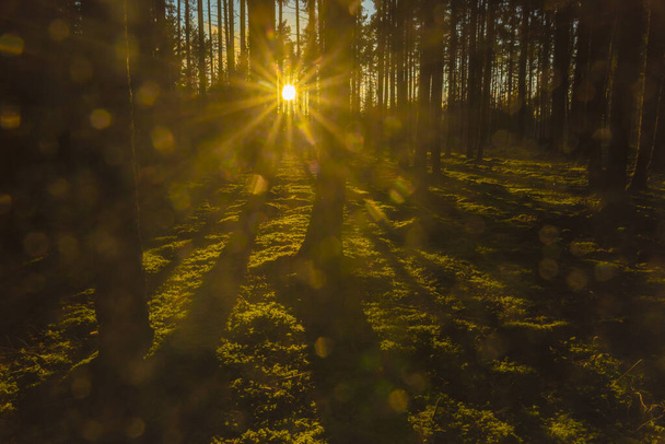Колірний сонячний ліс з соснами і ялинами в заході ввечері біля міста Утері в Чехії. - Фото, зображення