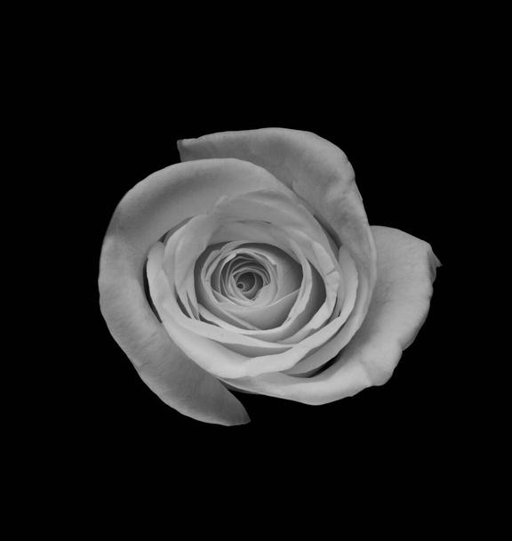 バラの花だ。抽象的な花の黒白は黒の背景にバラ-バレンタイン、母の日、記念日、お悔やみカード。美しいバラ。バラを閉めろ。モノクロだ。パノラマ - 写真・画像