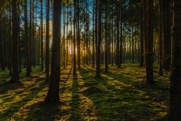 Color sunny forest with pine and spruce tree in sunset evening near Utery town in Czech republic - Photo, Image