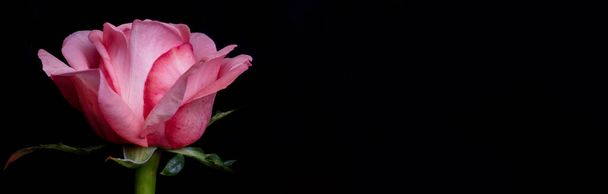 drops on roses. Abstract flower with pink rose on black background - Valentines, Mothers day, anniversary, condolence card. Beautiful rose. close up roses . red kamala . panorama - Foto, Imagen