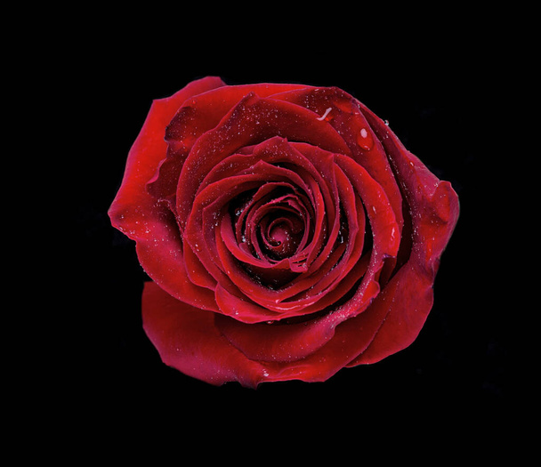 黒を背景にピンクのバラの抽象的な花-バレンタイン、母の日、記念日、お悔やみカード。美しいバラ。バラを閉めろ。レッド・カマラ。パノラマ。白いバラ。花束だ。旗 - 写真・画像