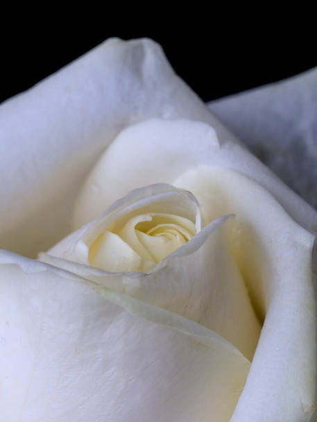 краплі троянд. Абстрактна квітка. Біла троянда на чорному тлі - Валентина, День матері, річниця, листівка співчуття. Прекрасна троянда. заткніть троянди. панорама. банер - Фото, зображення