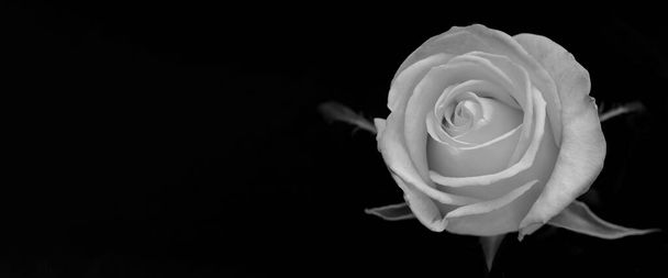 капли на розы. Абстрактный цветок черно-белой розы на черном фоне - Валентина, День матери, юбилей, поздравительная открытка. Прекрасная роза. закрыть розы. монохромный. панорама - Фото, изображение