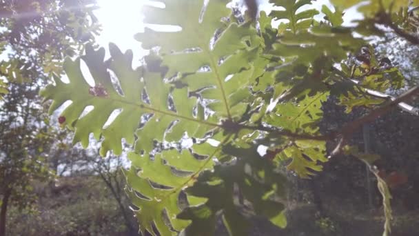 Дубовые листья на ветке дерева. Крупный план. Солнечные лучи, солнечный свет сквозь зеленые листья - Кадры, видео