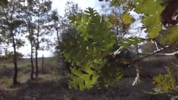 Eikenbladeren op boomtak. Een close-up. Zonnestralen, zonlicht door groene bladeren - Video