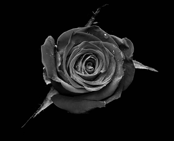 kapky na růže. Abstraktní květina černá bílá růže na černém pozadí - Valentýn, Den matek, výročí, soustrast. Krásná růže. uzavřít růže. monochromatický. panorama - Fotografie, Obrázek