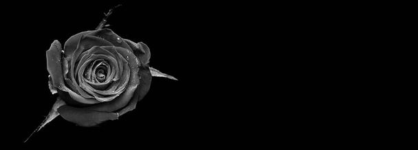 drops on roses. Abstract flower black white rose on black background - Valentines, Mothers day, anniversary, condolence card. Beautiful rose. close up roses . monochrome. panorama - Photo, Image