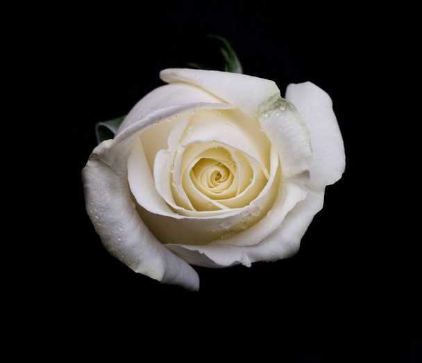 drops on roses. Abstract flower. white rose on black background - Valentines, Mothers day, anniversary, condolence card. Beautiful rose. close up roses . panorama. banner - Photo, Image