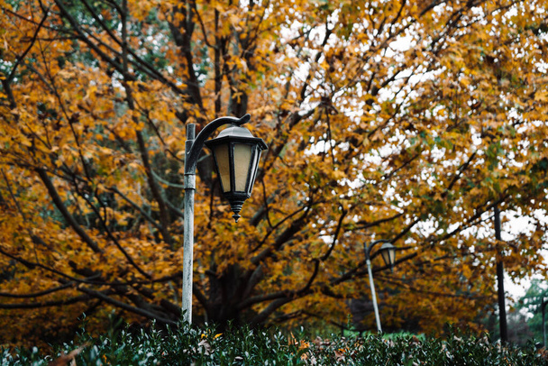 Light poles with orange leaves in background in autumn - Photo, Image