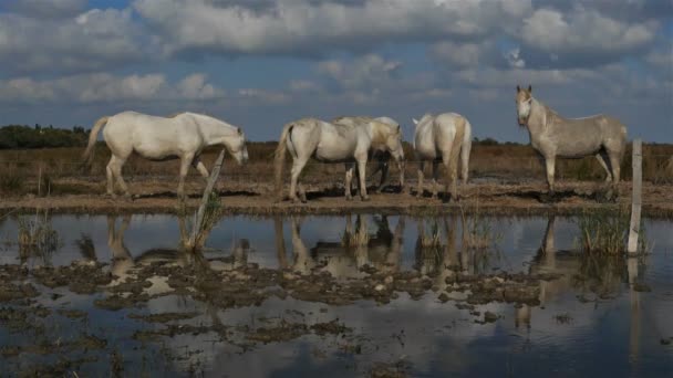 Белые лошади камарга, Камарг, Франция - Кадры, видео