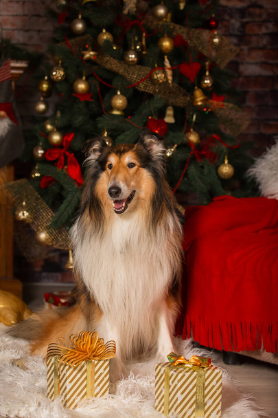 Collie dog sitting in the room against the background of Christmas decorations - Φωτογραφία, εικόνα