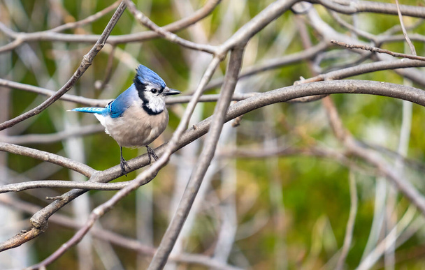 Un Bluejay perché sur la branche nue d'un arbre regardant alerte et curieux - Photo, image