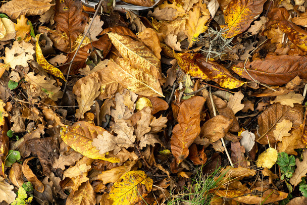Brown fall leaves beackground image - Photo, Image