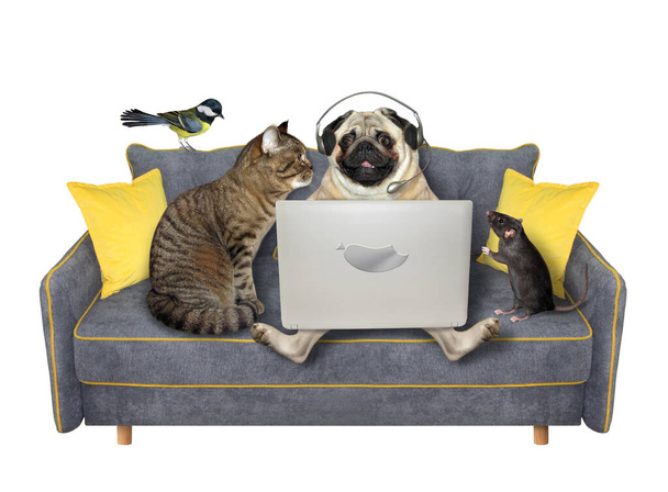 A family of pets is using a laptop on a gray sofa. White background. Isolated. - Zdjęcie, obraz