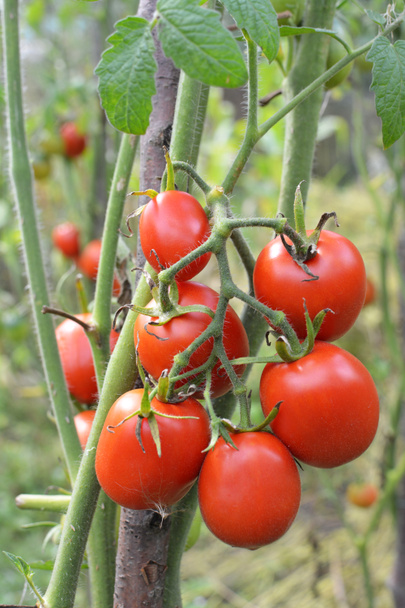 I pomodori sono coltivati in terreno biologico aperto - Foto, immagini