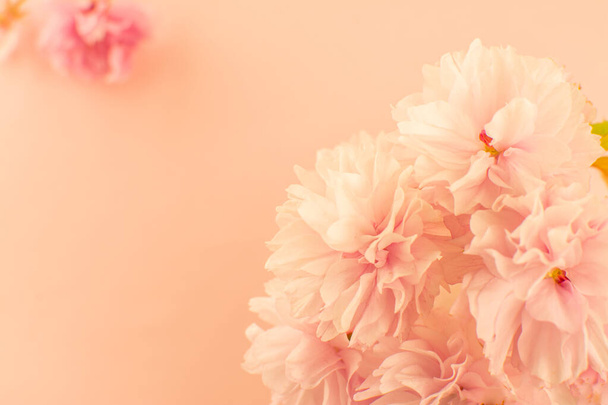 růžová sakura květiny na jasném pozadí - Fotografie, Obrázek