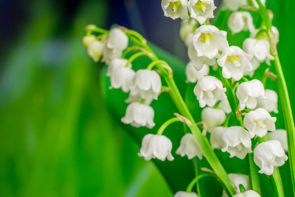 hermosas flores blancas sobre fondo verde - Foto, imagen