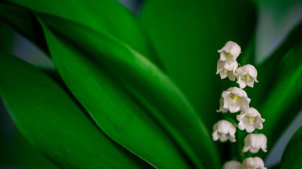 Yeşil arka planda güzel beyaz çiçekler - Fotoğraf, Görsel
