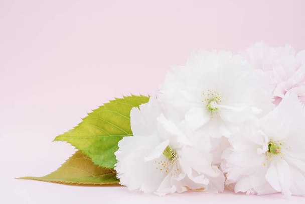 krásné sakura květiny na růžovém pozadí - Fotografie, Obrázek