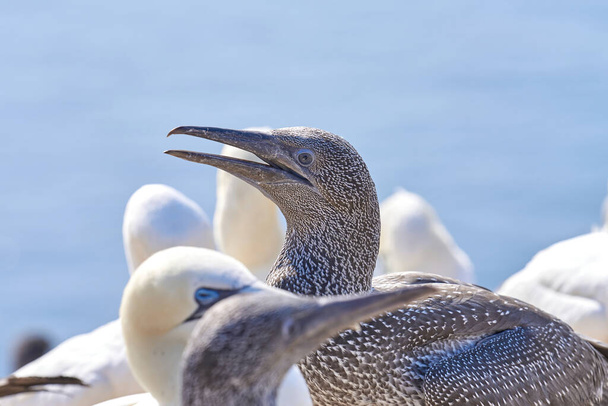 Close-up of young Northern Gannet standing in front of a group adults in his breeding colony of Island Helgoland, Germany. - Photo, Image