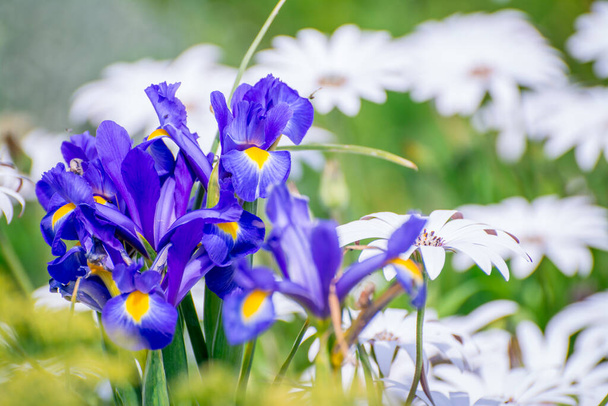 mooie bloem op bloei in de lente tuin - Foto, afbeelding