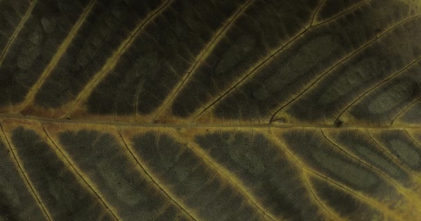 textura e textura de uma folha de outono, natureza e fauna, ar fresco e oxigênio, desenhando em uma folha, modificação da estação, folha macro, cor de outono, cores de outono e atmosfera - Filmagem, Vídeo
