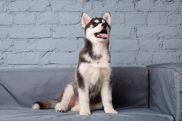 Divertido perro activo husky cachorro blanco y negro, edad tres meses, divertirse en el sofá en casa en la sala de estar. Perro bebé hembra siberiano husky en apartamentos de estilo loft. Tema Mascotas - Foto, imagen