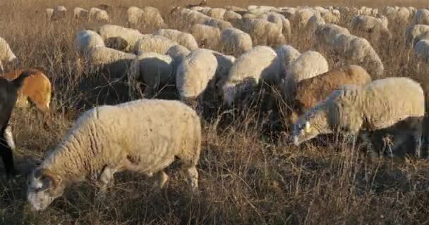 Domestic sheeps in France - Footage, Video