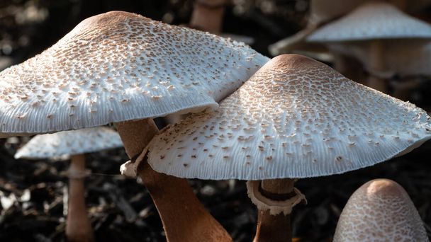Luonto Tiivistelmä: Caps of päivänvarjo sieni - Valokuva, kuva