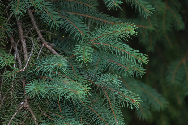 Christmas fir tree branches Background. Christmas pine tree wallpaper. Copy space. - Fotografie, Obrázek