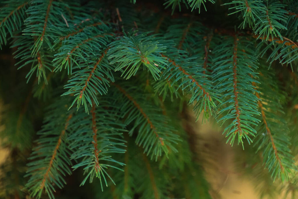 Een close-up van een dennenboom bladeren als achtergrond. - Foto, afbeelding
